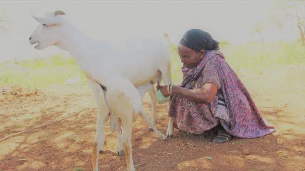 Kenya : Prêt à tout pour contrer la pauvreté