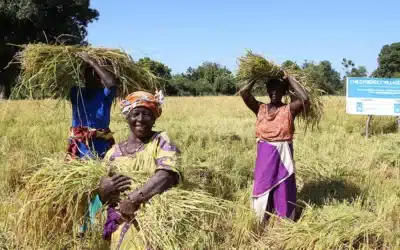 Mali : Survivre à la sécheresse